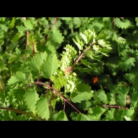 Petite pimprenelle, Sanguisorba minor subsp Polygama (fam Rosacees) (Europe centre et sud) (4)